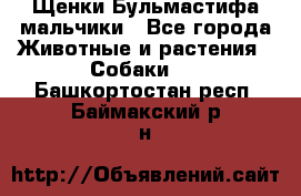 Щенки Бульмастифа мальчики - Все города Животные и растения » Собаки   . Башкортостан респ.,Баймакский р-н